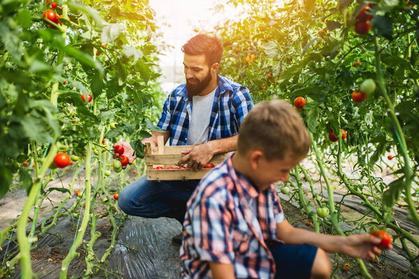 Happy young father with his son harvesting tomatoes in greenhouse.