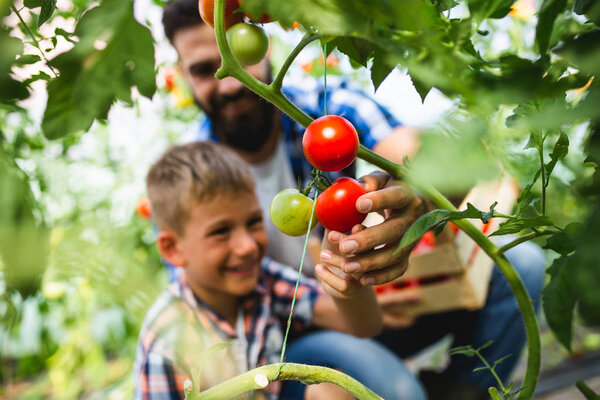 Happy father and his son enjoying in a greenhouse, he is showing to his son how tomatoes growing.
