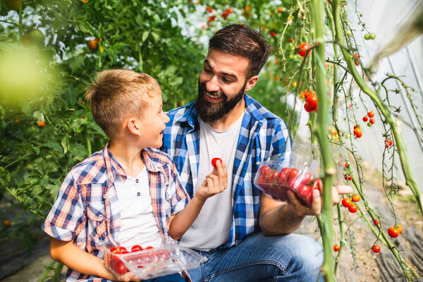 Happy father and his son enjoying in a greenhouse, he is showing to his son how tomatoes growing.