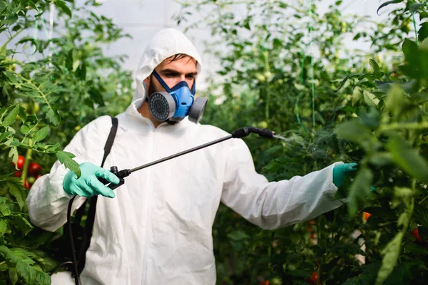 若い労働者が温室でトマト植物に有機農薬を散布する — ストック写真