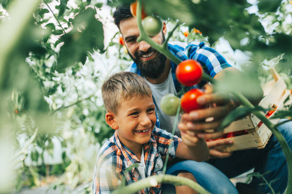 Happy father and his son enjoying in a greenhouse, he is showing to his son how tomatoes growing.