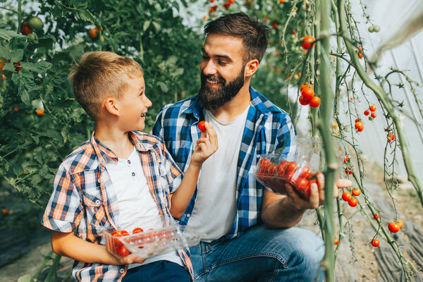 Happy father and his son enjoying in a greenhouse, he is showing to his son how tomatoes growing.