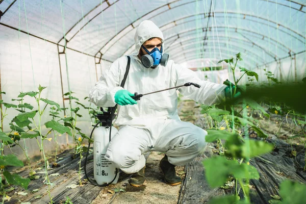 Jeune Travailleur Pulvérisant Des Pesticides Organiques Sur Des Plants Concombre — Photo