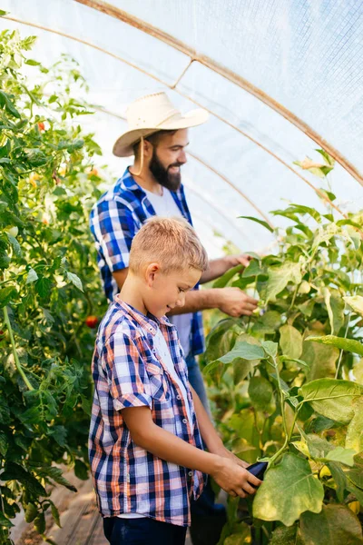 Ayah Muda Yang Bahagia Dengan Anaknya Memanen Tomat Rumah Kaca — Stok Foto
