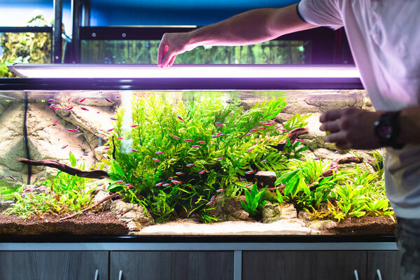 Работник аквариумного магазина кормит рыб
.