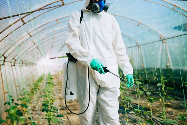 Mladý Pracovník Postřikovací Organické Pesticidy Okurkovém Zařízení Skleníku — Stock fotografie