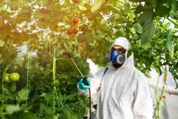 若い労働者が温室でトマト植物に有機農薬を散布する — ストック写真