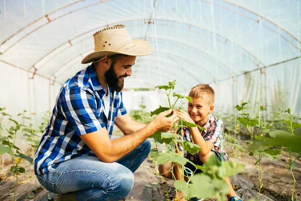 Feliz Padre Hijo Disfrutando Invernadero Está Mostrando Hijo Cómo Crecen —  Fotos de Stock