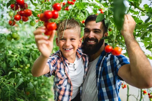 Feliz Padre Joven Con Hijo Cosechando Tomates Invernadero —  Fotos de Stock