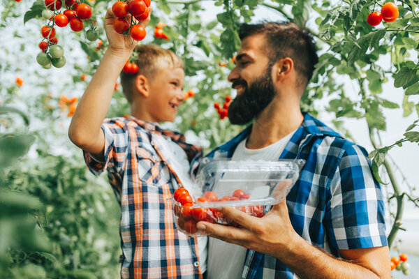 Happy young father with his son harvesting tomatoes in greenhouse.