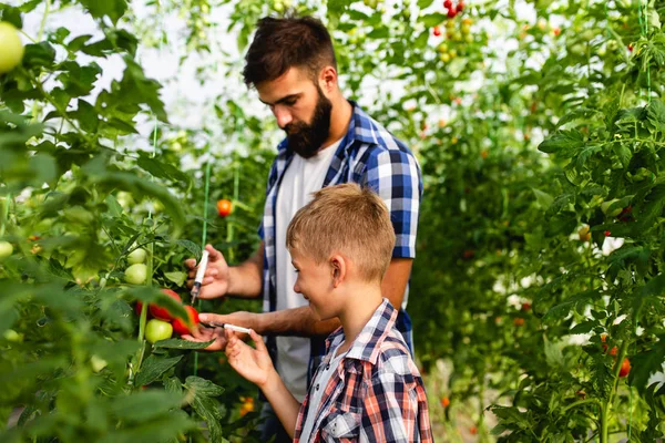 Ayah Dan Anak Menyuntikkan Bahan Kimia Tomat Konsep Untuk Bahan — Stok Foto