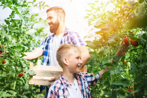 Feliz Padre Joven Con Hijo Cosechando Tomates Invernadero —  Fotos de Stock