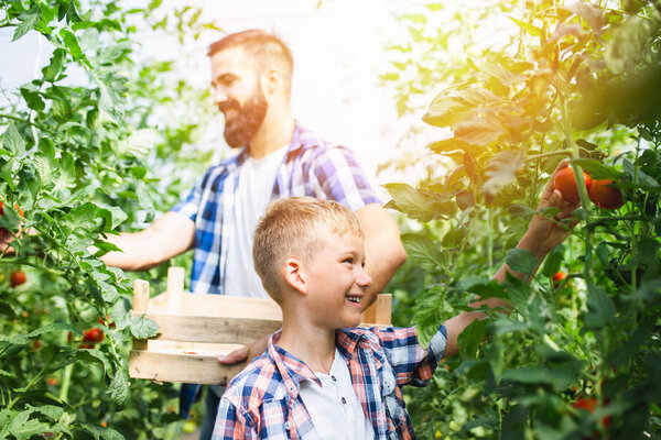Happy young father with his son harvesting tomatoes in greenhouse.