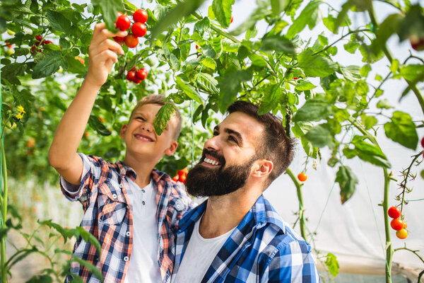 Happy father and his son enjoying in a greenhouse, he is showing to his son how tomatoes growing.