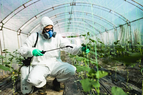 Mladý Pracovník Postřikovací Organické Pesticidy Okurkovém Zařízení Skleníku — Stock fotografie