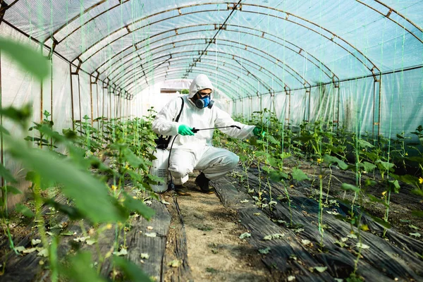 Молодой Рабочий Распыляет Органические Пестициды Огуречные Растения Теплице — стоковое фото