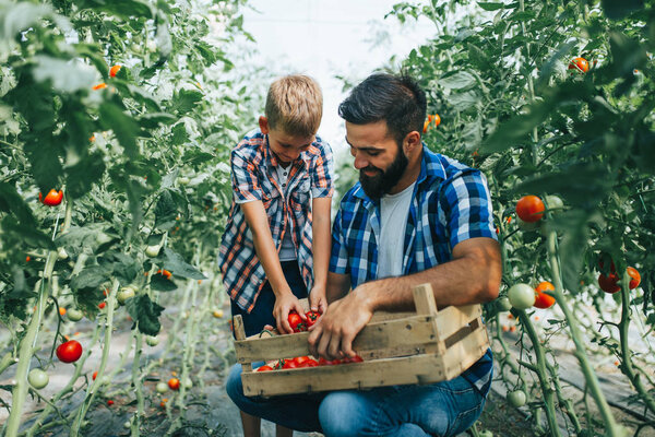 Happy young father with his son harvesting tomatoes in greenhouse.