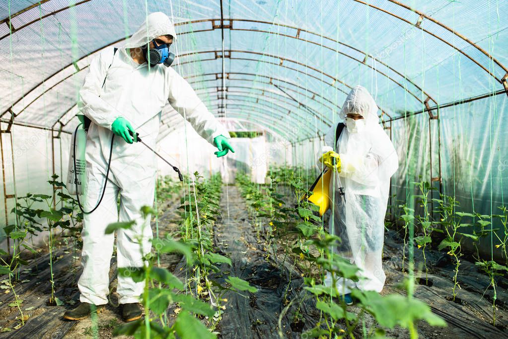 Father and son spraying organic pesticides on cucumber plants in a greenhouse.