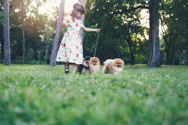 Güzel küçük kız parkta sevimli Pomeranya köpekleriyle eğleniyor..