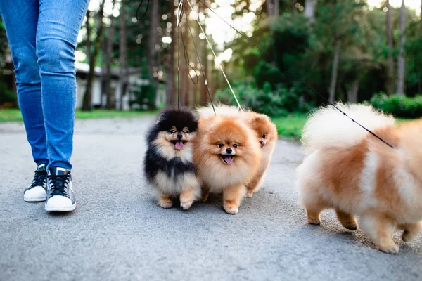Dog Walker Enjoying Pomeranian Dogs Park — Stock Photo, Image