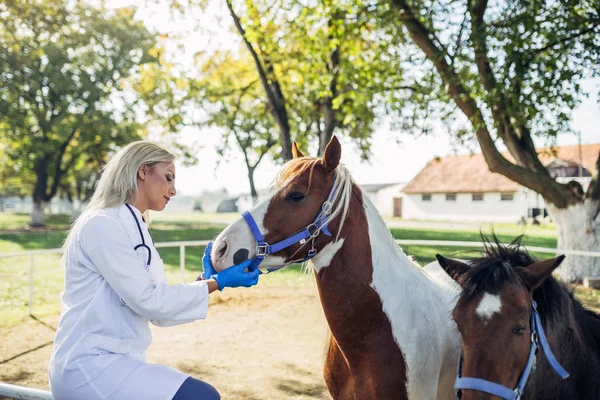 Veterinární Lékař Koňmi Venku Přírodě — Stock fotografie