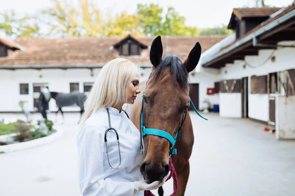 Mladý Veterinární Lékař Vyšetřující Koně — Stock fotografie