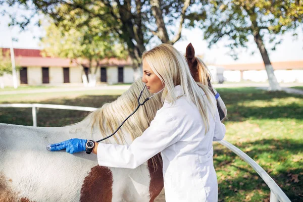 Veterinární Lékař Krásný Kůň Venku Ranči — Stock fotografie