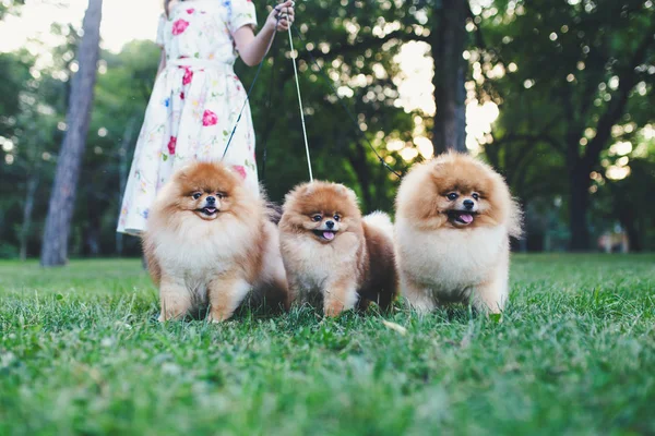 Vacker Liten Flicka Njuter Parken Med Sina Bedårande Pommerska Hundar — Stockfoto