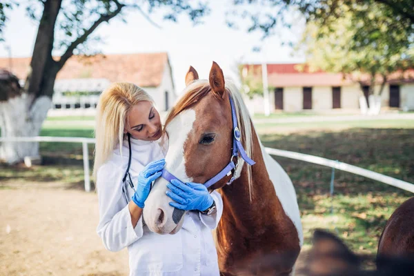 Veterinární Lékař Krásný Kůň Venku Ranči Selektivní Zaměření Koně — Stock fotografie