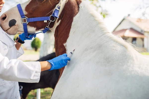 Veterinární Lékař Podávající Vakcínu Krásnému Koni Venku Ranči — Stock fotografie