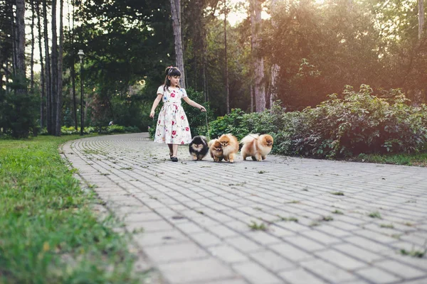 Gyönyörű Kislány Élvezi Parkban Imádnivaló Pomerániai Kutyáival — Stock Fotó