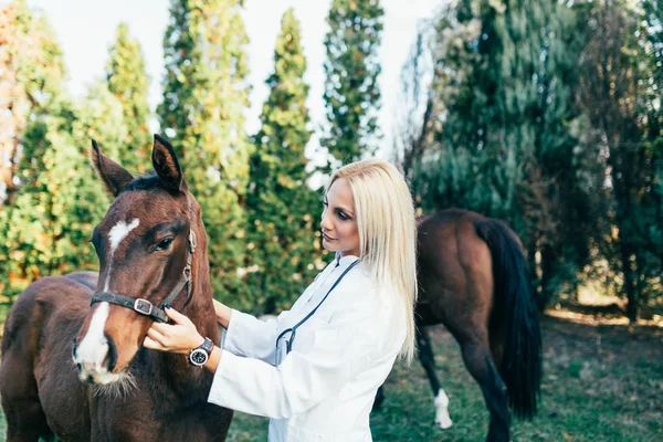 Veterinární Lékař Koňmi Venku Přírodě — Stock fotografie