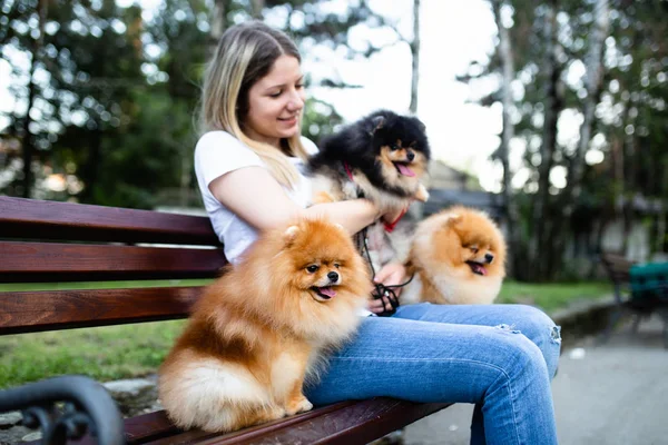 Beautiful Young Woman Sitting Bench Park Her Adorable Pomeranian Dogs — Stock Photo, Image