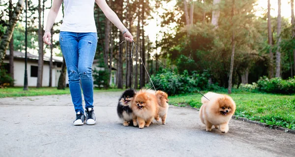 Hundvandrare Njuter Med Pommerska Hundar Parken — Stockfoto