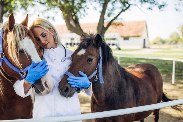 Veterinární Lékař Koňmi Venku Přírodě — Stock fotografie
