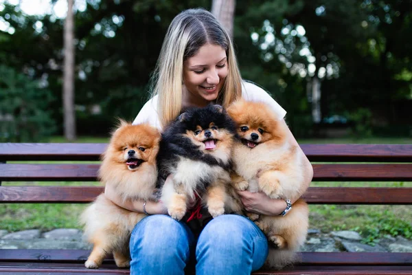 Περιπατητής Σκυλιών Απολαμβάνοντας Pomeranian Σκυλιά Στο Πάρκο — Φωτογραφία Αρχείου