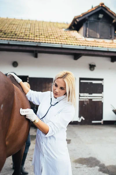 Mladý Veterinární Lékař Vyšetřující Koně — Stock fotografie