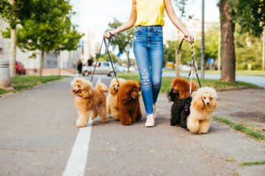 Güzel orta yaşlı kadın köpek gezdirici, şehrin caddesinde minyatür kanişlerle yürümeyi seviyor..