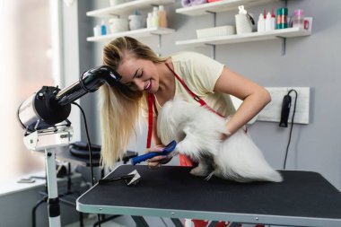 Kadın kuaför kuaförde Malta köpeği fırçalıyor..
