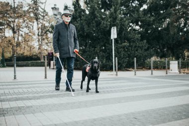 Rehber köpek kör adamın karşıya geçmesine yardım ediyor..