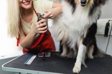 Profesyonel tımarcı köpeğin tırnaklarını kesiyor..