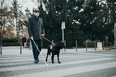 Rehber köpek kör adamın karşıya geçmesine yardım ediyor..