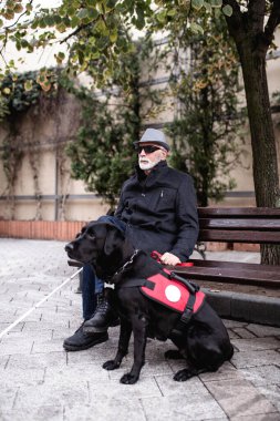 Uzun beyaz bastonlu, olgun kör bir adam şehir caddesinde rehber köpeğiyle yürüyor ve oturuyor.. 