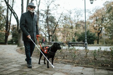 Kılavuz köpek parkta kör adama yardım ediyor..