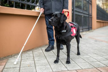 Şehirde kör bir adama yardım eden rehber köpek..