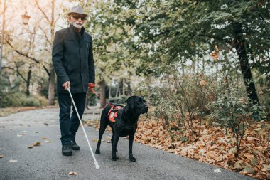 Uzun beyaz bastonlu olgun kör adam rehber köpeğiyle parkta yürüyor.. 