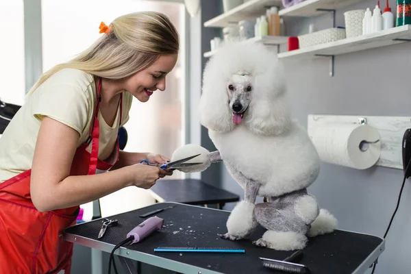 Miniature Poodle Grooming Salon — Stock Photo, Image