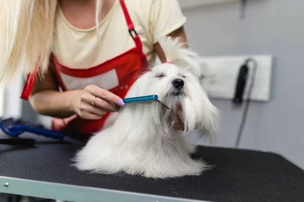 Mulher Groomer Escovar Cão Maltês Salão Aliciamento — Fotografia de Stock