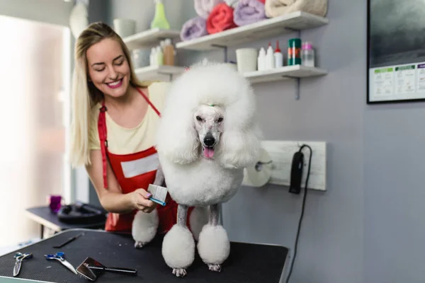 Female Groomer Brushing Miniature White Poodle Grooming Salon — Stock Photo, Image