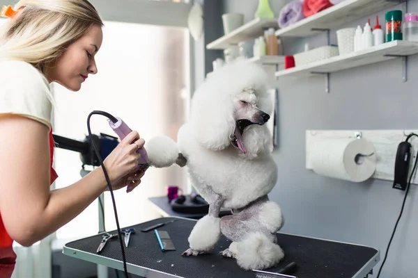 Miniature Poodle Grooming Salon — Stock Photo, Image